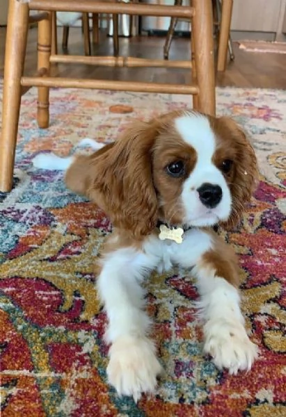 Bella Cavalier King Charles Spaniel