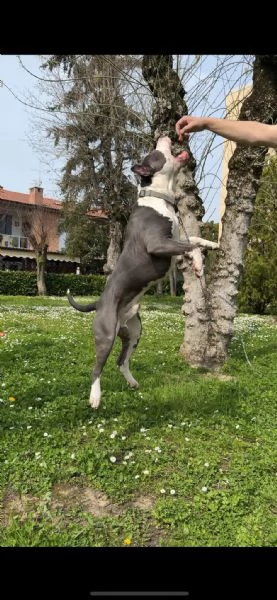 Amstaff con certificazione  | Foto 1