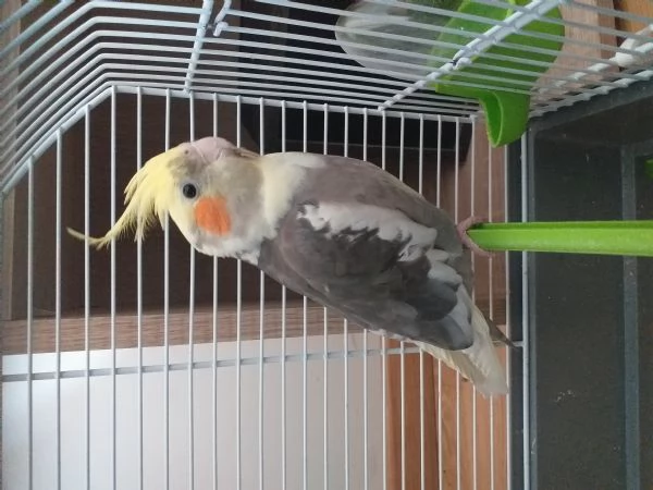 Cockatiel | Foto 1