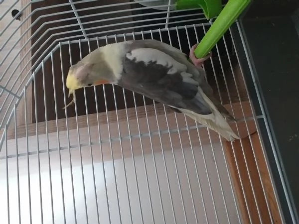 Cockatiel