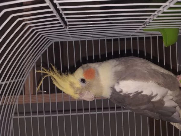 Cockatiel | Foto 0