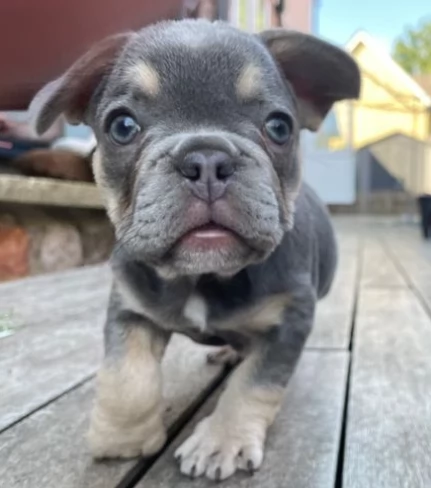 Eccezionali cuccioli di bouledogue francese