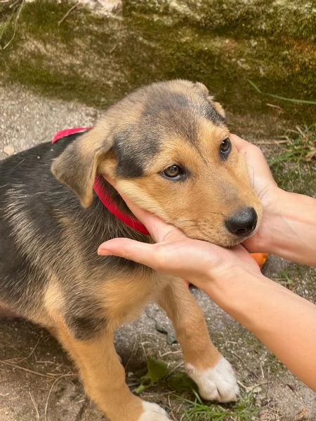 Adozione Sally dolcissima cucciola 3 mesi taglia media nero focato | Foto 2