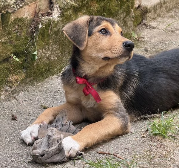 Adozione Sally dolcissima cucciola 3 mesi taglia media nero focato | Foto 5