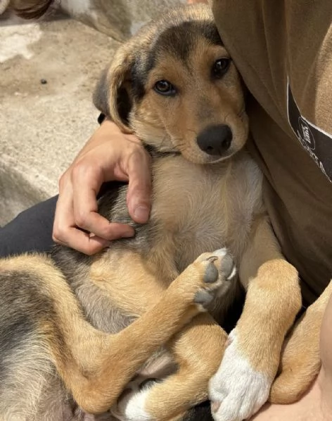 Adozione Sally dolcissima cucciola 3 mesi taglia media nero focato | Foto 1