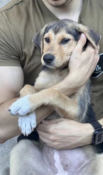 Adozione Sally dolcissima cucciola 3 mesi taglia media nero focato | Foto 6