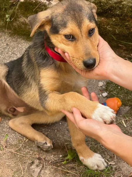 Adozione Sally dolcissima cucciola 3 mesi taglia media nero focato | Foto 3