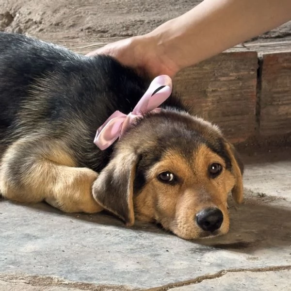 Adozione Sally dolcissima cucciola 3 mesi taglia media nero focato | Foto 1