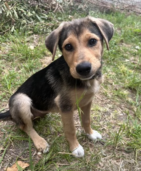 Adozione Sally dolcissima cucciola 3 mesi taglia media nero focato | Foto 0