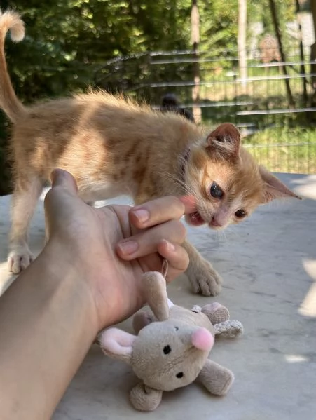 Adozione del cuore Nemo dolcissimo gattino di due mesi  | Foto 1