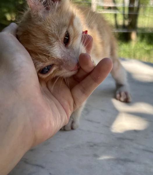 Adozione del cuore Nemo dolcissimo gattino di due mesi | Foto 5