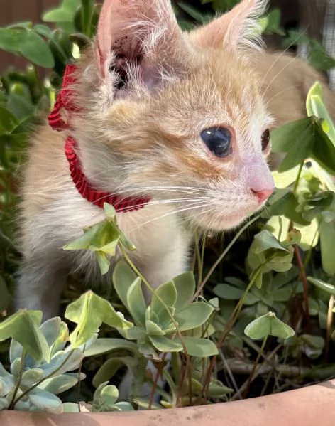 Adozione del cuore Nemo dolcissimo gattino di due mesi