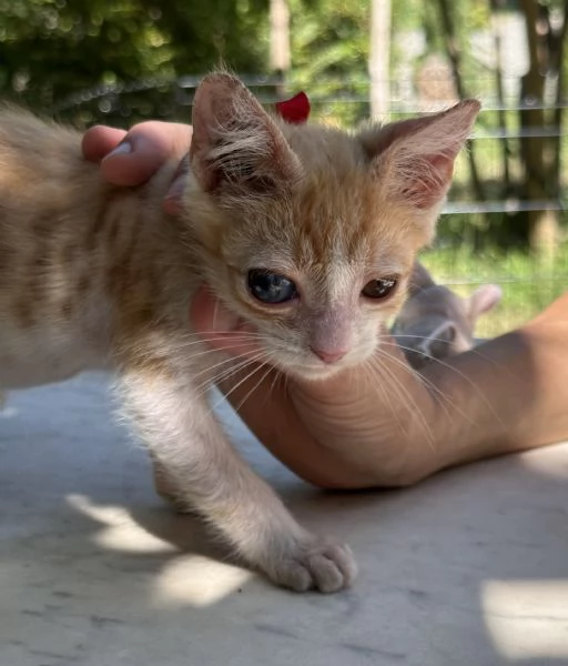 Adozione del cuore Nemo dolcissimo gattino di due mesi  | Foto 5