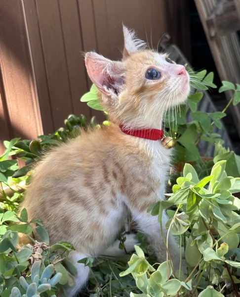 Adozione del cuore Nemo dolcissimo gattino di due mesi  | Foto 1