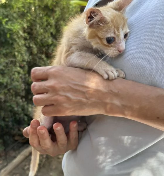 Adozione del cuore Nemo dolcissimo gattino di due mesi  | Foto 2