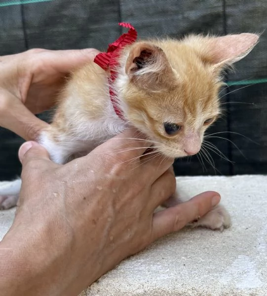 Adozione del cuore  Nemo dolcissimo gattino di 2 mesi  | Foto 3