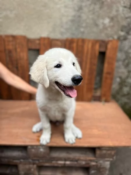 Adozione Liam dolcissimo cucciolone bianco di 4 mesi | Foto 5