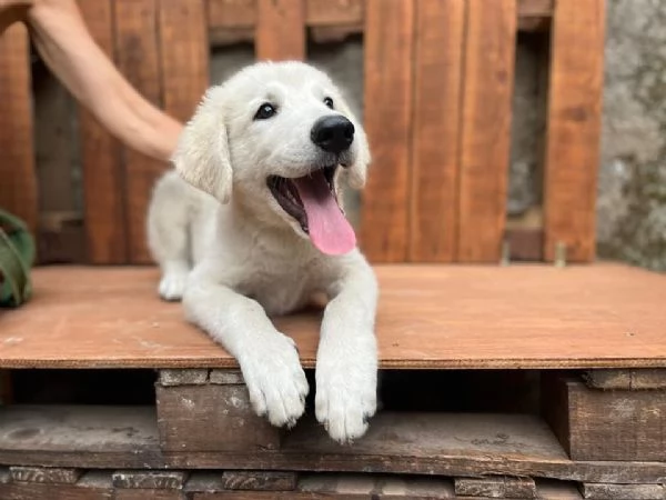 Adozione Liam dolcissimo cucciolone bianco di 4 mesi | Foto 1