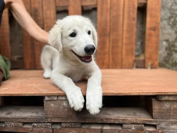 Adozione Liam dolcissimo cucciolone bianco di 4 mesi | Foto 0