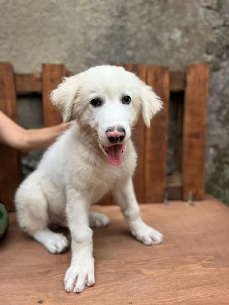 Adozione Diego splendido cucciolo di 4 mesi | Foto 1