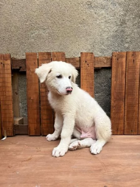 Adozione Diego splendido cucciolo di 4 mesi | Foto 0