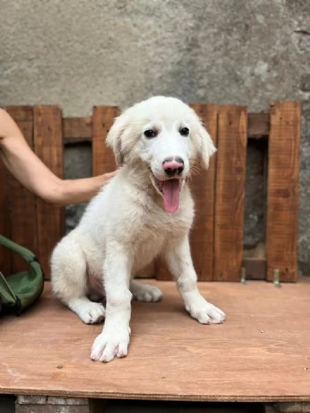 Adozione Diego dolcissimo cucciolo di 4 mesi | Foto 2