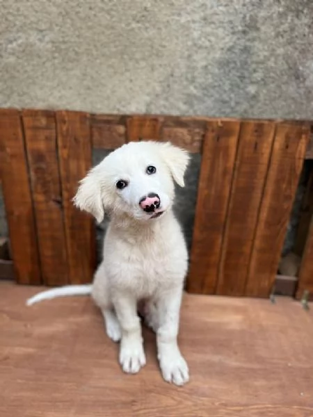 Adozione Diego dolcissimo cucciolo di 4 mesi | Foto 0