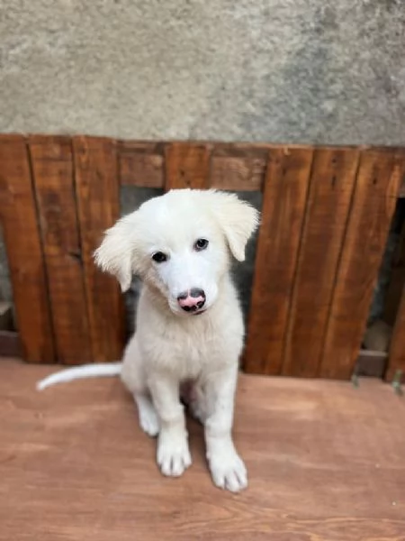 Adozione Diego splendido cucciolo di 4 mesi