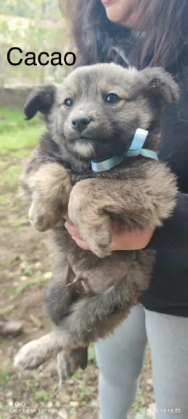 Adozione dolcissimi cuccioli 2 mesi taglia media  | Foto 2