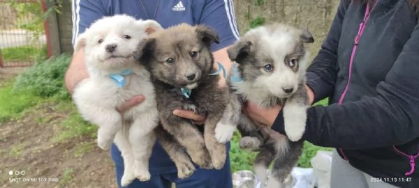 Adozione dolcissimi cuccioli 2 mesi taglia media  | Foto 1