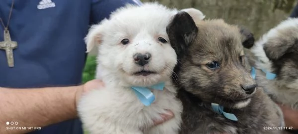 Adozione Orsetto cuccioli bianco 2 mesi 