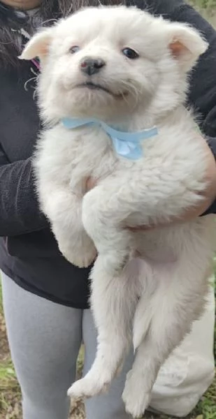 Adozione Orsetto cuccioli bianco 2 mesi  | Foto 2