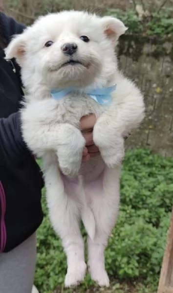 Adozione Orsetto cuccioli bianco 2 mesi  | Foto 0