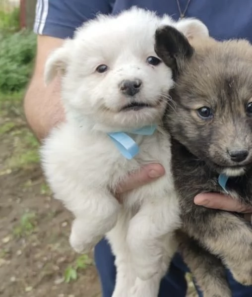 Adozione Orsetto dolcissimo cucciolo 2 mesi taglia media  | Foto 4