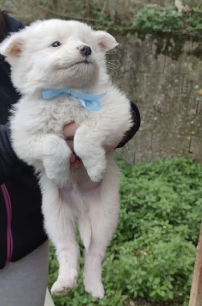 Adozione Orsetto cucciolo bianco 2 mesi taglia media  | Foto 1