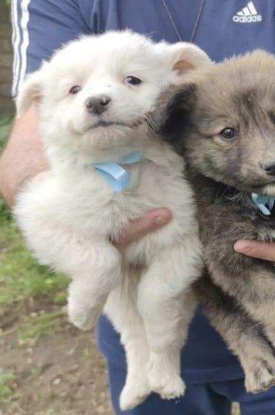 Adozione Orsetto cucciolo bianco 2 mesi taglia media  | Foto 0