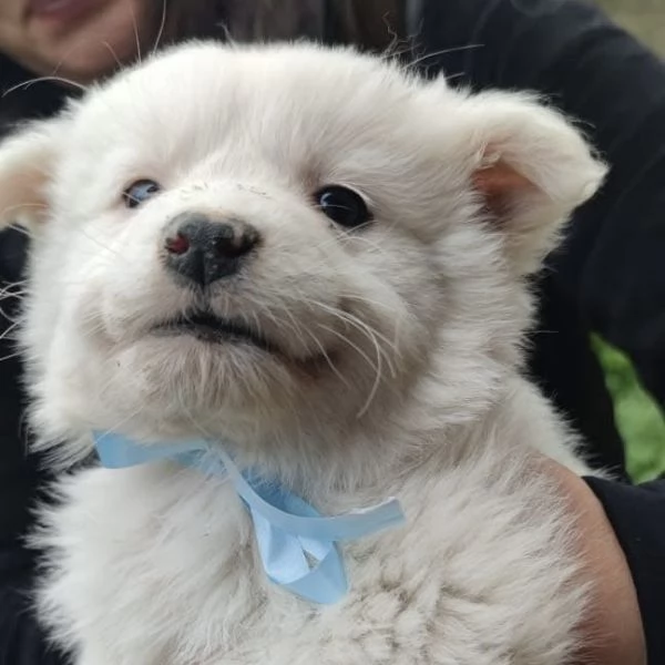 Adozione dolcissimo cucciolo bianco 2 taglia media 