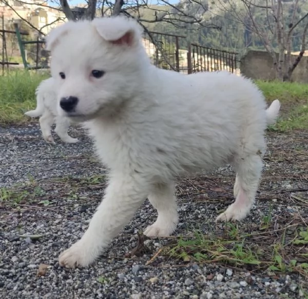 Adozione dolcissimo cucciolo bianco 2 mesi taglia media  | Foto 6