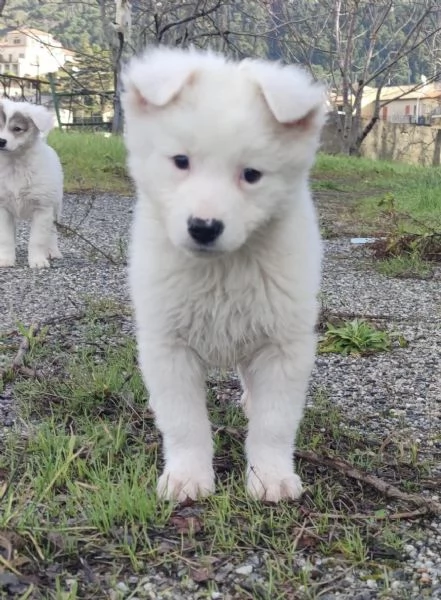 Adozione dolcissimo cucciolo bianco 2 mesi taglia media  | Foto 4