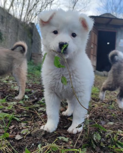 Adozione dolcissimo cucciolo bianco 2 mesi taglia media  | Foto 3