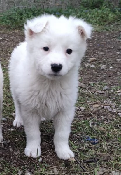 Adozione dolcissimo cucciolo bianco 2 mesi taglia media  | Foto 2