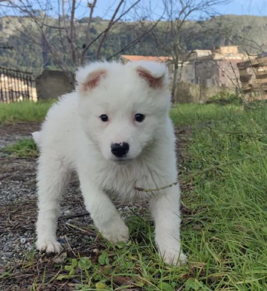 Adozione dolcissimo cucciolo bianco 2 mesi taglia media  | Foto 1