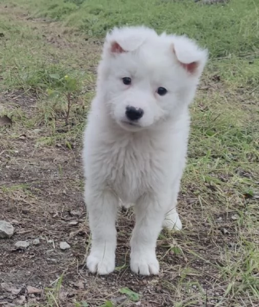 Adozione dolcissimo cucciolo bianco 2 mesi taglia media  | Foto 0