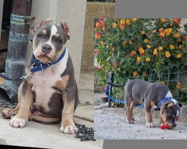 Cuccioli American Bully