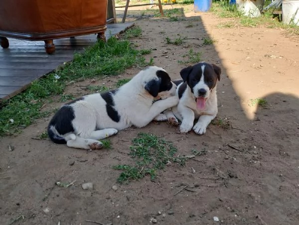 Cuccioli incrocio maremmano e corso