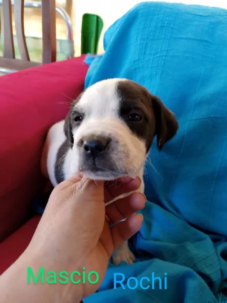 Cuccioli incrocio maremmano e corso | Foto 5