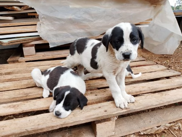 Cuccioli incrocio maremmano e corso | Foto 4