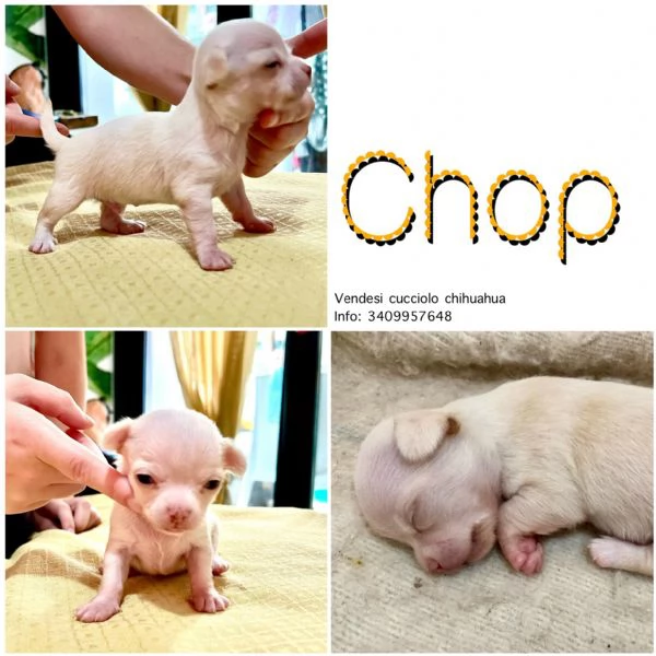 Chihuahua top | Foto 2