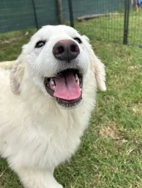 Nella cucciola al canile Galileo Galilei | Foto 4