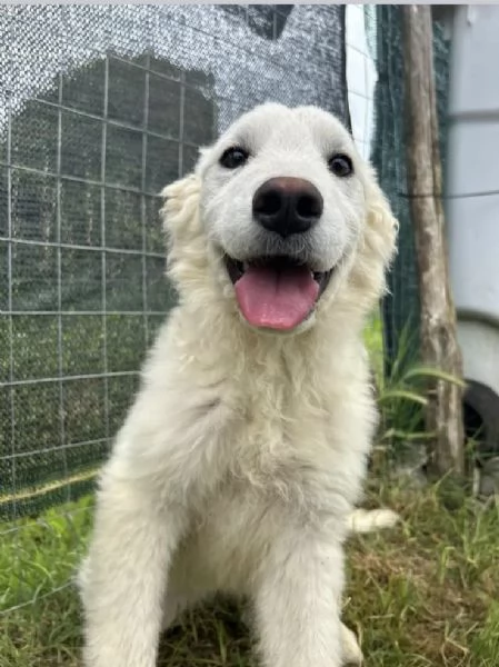 Lena una cucciola al canile Galileo Galilei | Foto 4